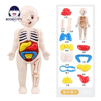 13-قطعة مجموعة الأطفال العلم والتعليم 3D جسم الإنسان الجهاز نموذج DIY تجميعها الطبية التعليم المبكر اللعب